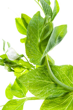 leaves of the tops of green peas, legumes, beans on a white background