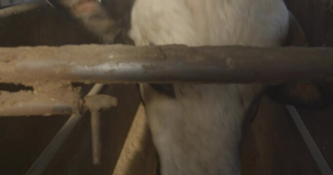 A rank bull tips its head down in the chute before a rodeo.