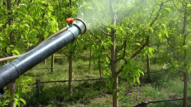 Fruit Grower Using Motorized Backpack Mist Blower For Fruit Trees Spraying - Slow Motion. Farmer Spraying Fruit Orchard. Farmer's Hand Holding Handle of a Mist Blower During Orchard Spraying. 