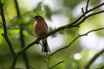 A beautiful animal portrait of a songbird in the forest during the summer months