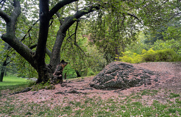 Japanese cherry tree in spring