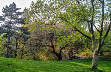 Japanese cherry tree in spring