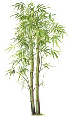 Fototapeta premium Green Bamboo Stalks with Leaves Isolated on White, Exotic Plant Design Element