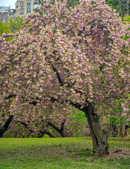 Japanese cherry tree in spring
