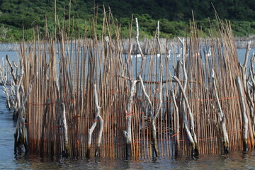 Fish Trap