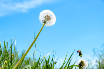 Fototapeta na wymiar White dandelions in green grass on blue sky background. Beauty in nature. Wide up view. Sunny day. Springtime. Herbal meadow. Lawn weeds. Reach for the sun. Fluffy blowball. Countryside freshness