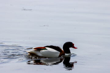 A beautiful animal portrait of a Shelduck