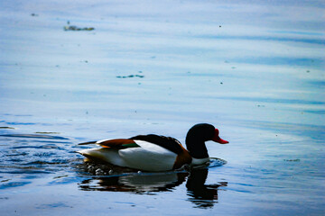 A beautiful animal portrait of a Shelduck