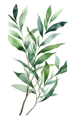 Elegant Watercolor Painting of Green Eucalyptus Branches Isolated on White Background