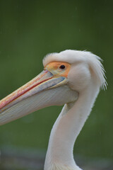 London St James' Park Pelican Close Up 