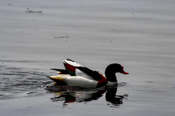 A beautiful animal portrait of a Shelduck