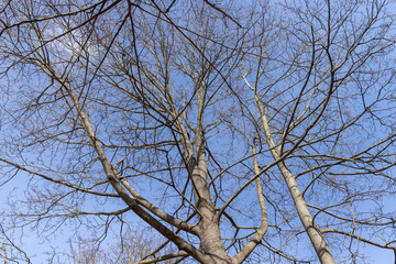 Bare trees in sunny spring weather, bare deciduous trees