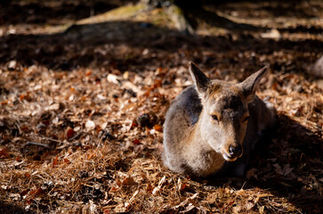 Fototapeta premium Japan