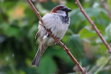 A beautiful animal portrait of a songbird in the forest during the summer months