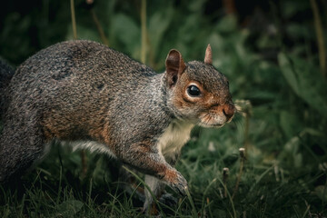 A stunning autumnal animal portrait of a Squirrel eating in the woods.