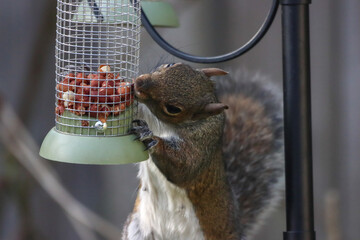A stunning autumnal animal portrait of a Squirrel eating in the woods.