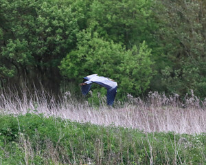 A grey Heron in the forest
