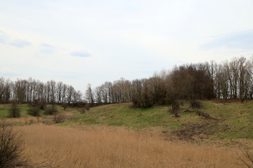 Fototapeta premium Forest on the hill at the river