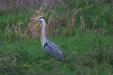 A grey Heron in the forest