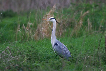 A grey Heron in the forest