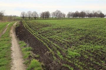 Fototapeta na wymiar Sown wheat field in spring