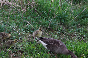 A beautiful animal portrait of a flock of Geese, including baby Gosling's