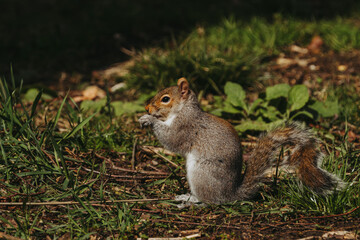Naklejka na ściany i meble Squirrel eating nut in park