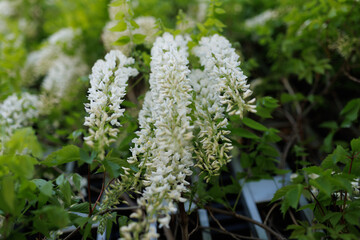 White wisteria flowers growing on a futuristic wall.