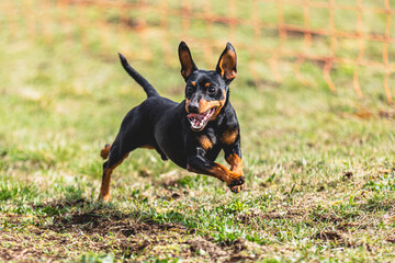 Pinscher dog running straight on camera and chasing coursing lure on green field