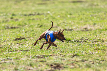 Pinscher dog running straight on camera and chasing coursing lure on green field