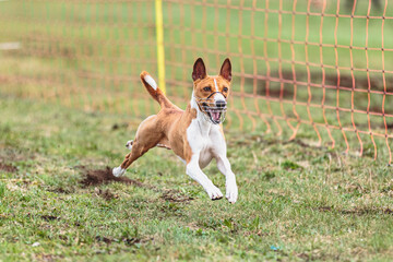 Basenji dog running straight on camera and chasing coursing lure on green field