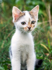 Naklejka na ściany i meble Small white spotted kitten outdoors in the garden