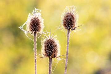 A cobwebbed teasel  (Dipsacus fullonum) in a field on a blurred background