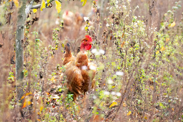 A young rooster in a thicket of dry grass and weeds in the garden in the fall