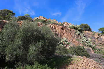 Seaside cliff overgrown with bushes and cactus prickly pear