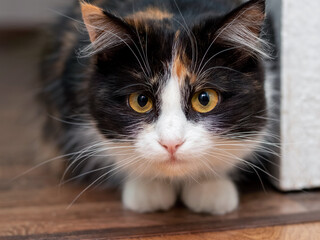 Cute fluffy cat sitting on the floor in the room