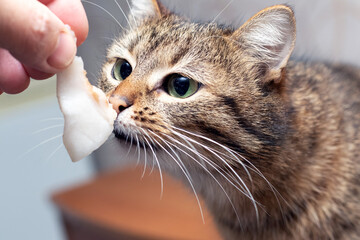 The owner feeds the cat lard. The cat takes food from the owner's hand. Caring for animals