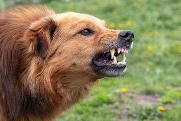 Aggressive dog barks, baring teeth. Dangerous Angry Dog