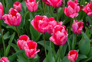 Cheverney Tulips 3