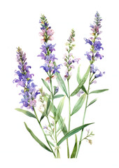 Naklejka premium Delicate Watercolor Illustration of Violet Flowers with Lush Green Leaves on White