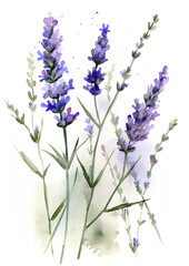 Obraz premium Delicate Watercolor Painting of Lavender Flowers: An Artistic Floral Still Life, Detailed