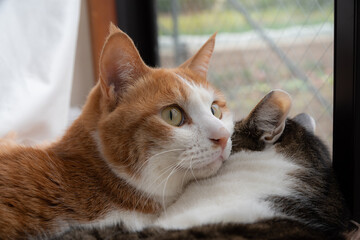 窓辺でくつろぐ二匹の猫