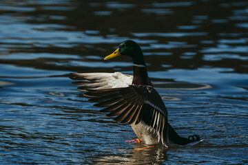 Wild duck playing in the water spreading its wings