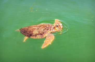 Caretta Caretta Sea Turtle at Iztuzu Beach, Turtle Beach, Dalyan River, Mediterranean Sea, Marmaris, Turkey
