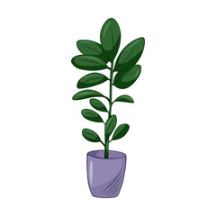 Hand drawn cute summer illustration of growing ficus in pot. Flat vector home plant Isolated on white background.
