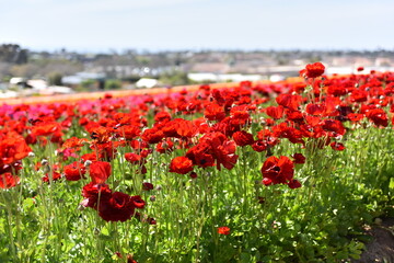 Field of flowers at Carlsbad, California