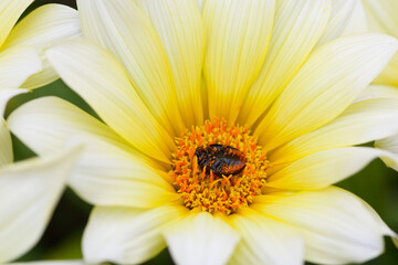 Fototapeta premium ガザニアのベッドにフタツボシテントウ02