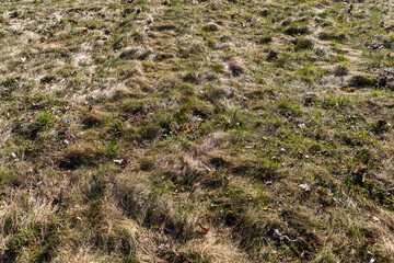 grass growing in early spring in windy weather