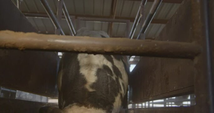 A bull tips it's head down towards the camera in a metal chute before a rodeo event.