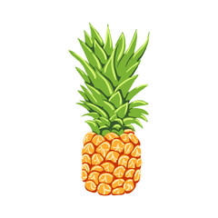 Pineapple vector illustration isolated on white background. Pineapple icon.